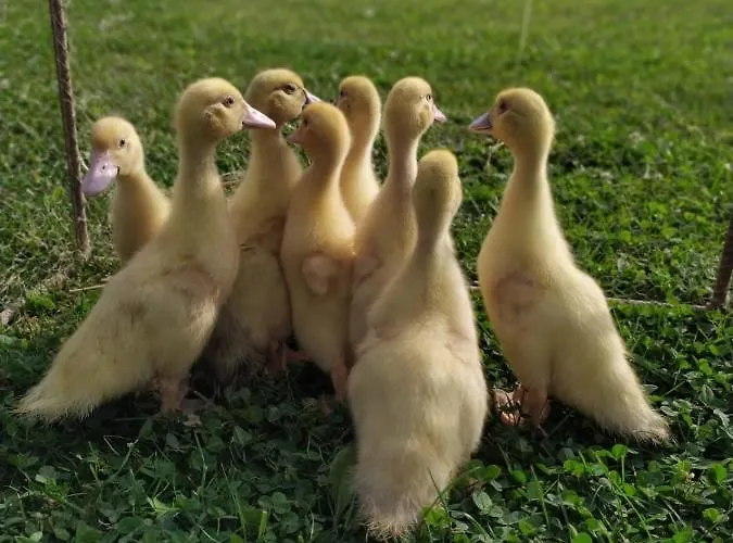 La Selce 3* Bagnario Arsa